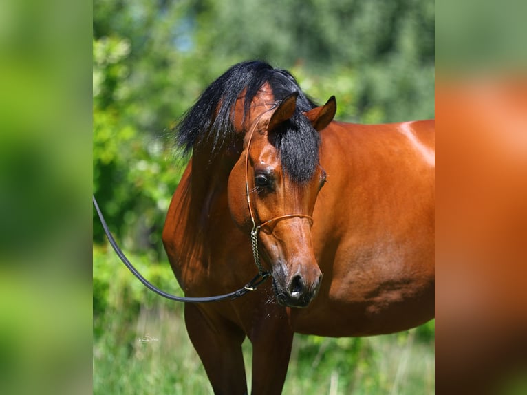 Purosangue arabo Giumenta 4 Anni 156 cm Baio in Lodz