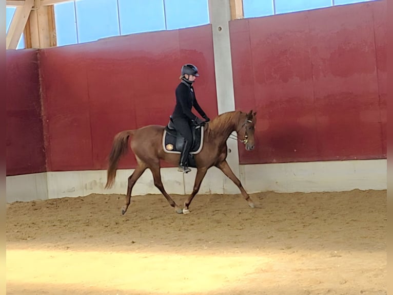 Purosangue arabo Giumenta 4 Anni 156 cm Sauro in Amtzell