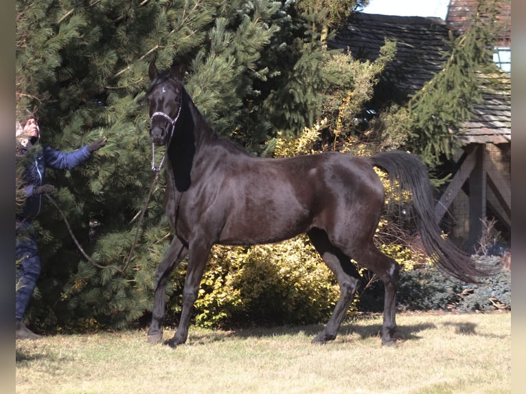 Purosangue arabo Giumenta 4 Anni 160 cm Morello in Santok
