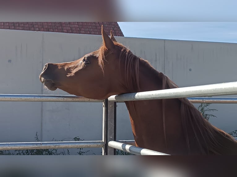 Purosangue arabo Giumenta 4 Anni Sauro in Gent