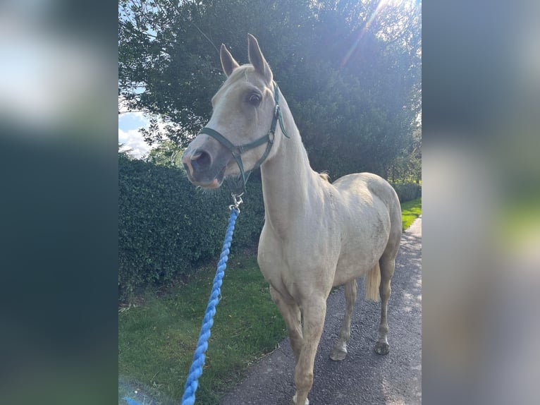 Purosangue arabo Giumenta 5 Anni 142 cm Palomino in Middlesbrough