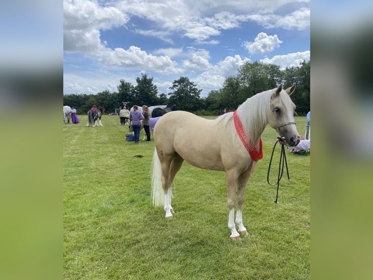 Purosangue arabo Giumenta 5 Anni 142 cm Palomino in Middlesbrough