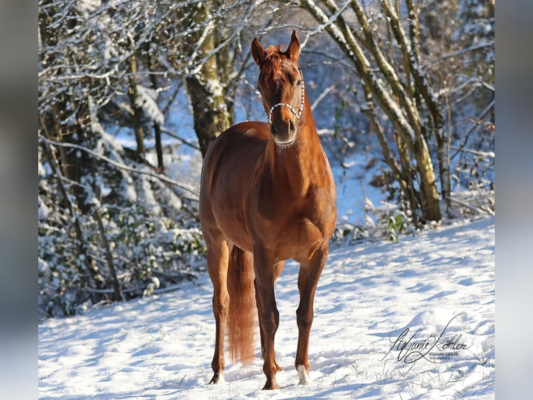 Purosangue arabo Giumenta 5 Anni 151 cm Sauro in Kirchzell