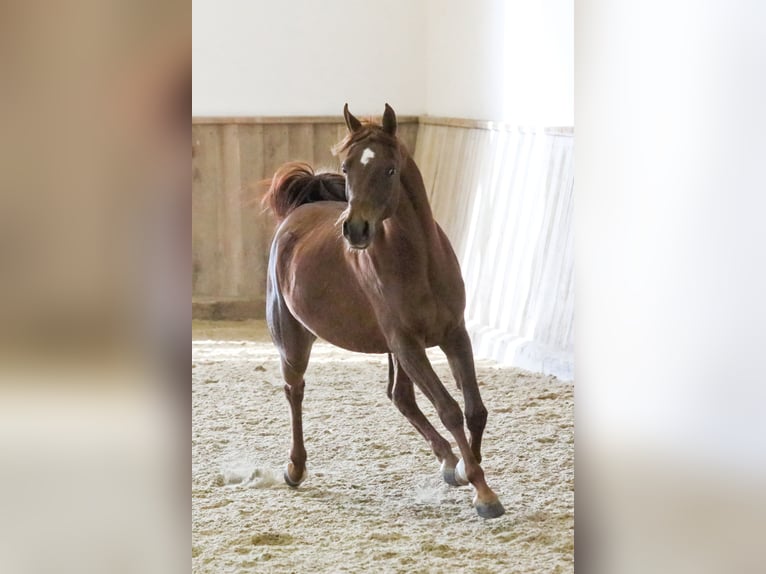 Purosangue arabo Giumenta 5 Anni 151 cm Sauro in Kirchzell