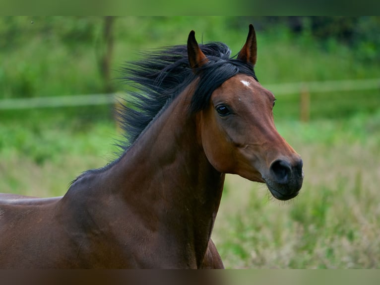 Purosangue arabo Giumenta 5 Anni 153 cm Baio in Reichshof