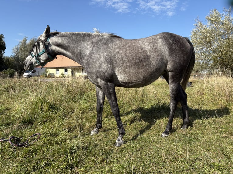 Purosangue arabo Giumenta 5 Anni 154 cm Grigio pezzato in Hohenkirchen / OT Manderow