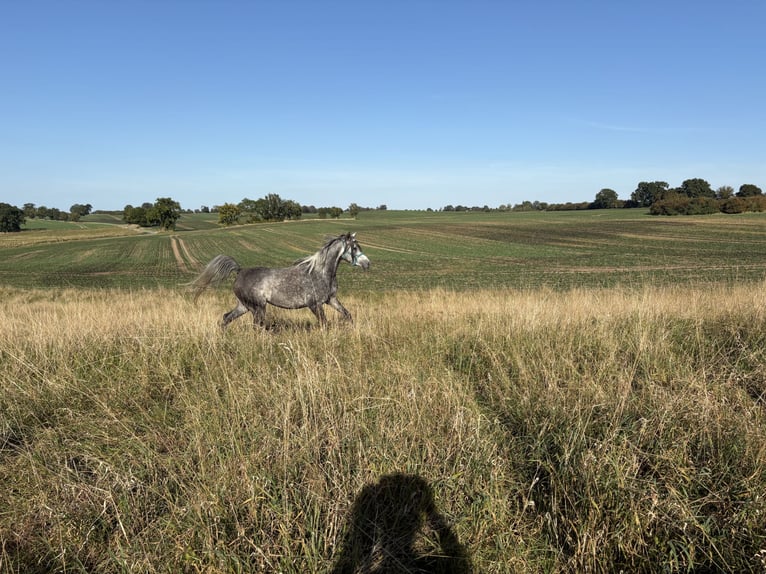 Purosangue arabo Giumenta 5 Anni 154 cm Grigio pezzato in Hohenkirchen / OT Manderow