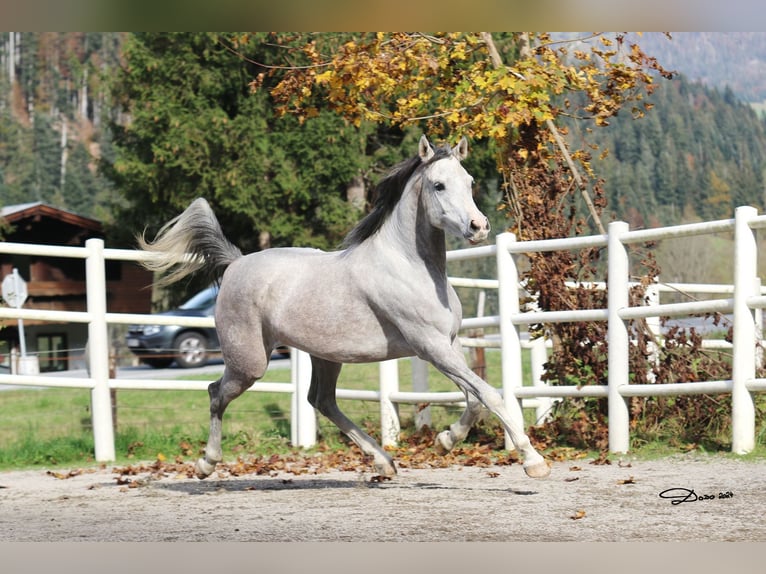 Purosangue arabo Giumenta 5 Anni 154 cm Grigio in Söll