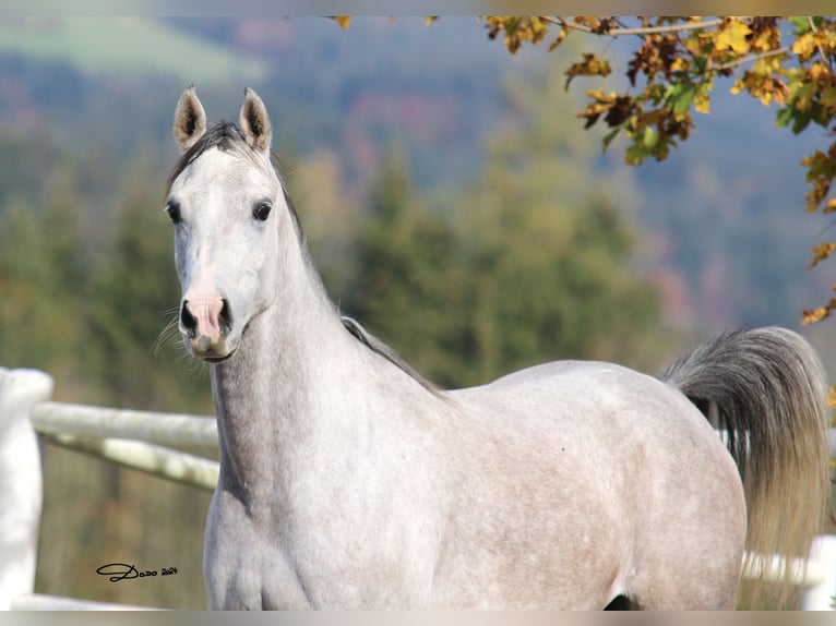Purosangue arabo Giumenta 5 Anni 154 cm Grigio in Söll