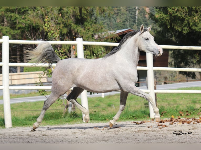 Purosangue arabo Giumenta 5 Anni 154 cm Grigio in Söll