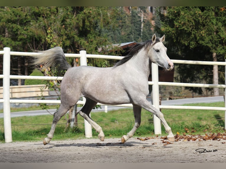 Purosangue arabo Giumenta 5 Anni 154 cm Grigio in Söll