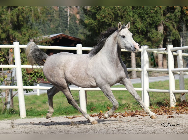 Purosangue arabo Giumenta 5 Anni 154 cm Grigio in Söll