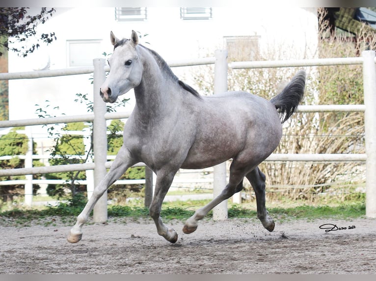 Purosangue arabo Giumenta 5 Anni 154 cm Grigio trotinato in S&#xF6;ll