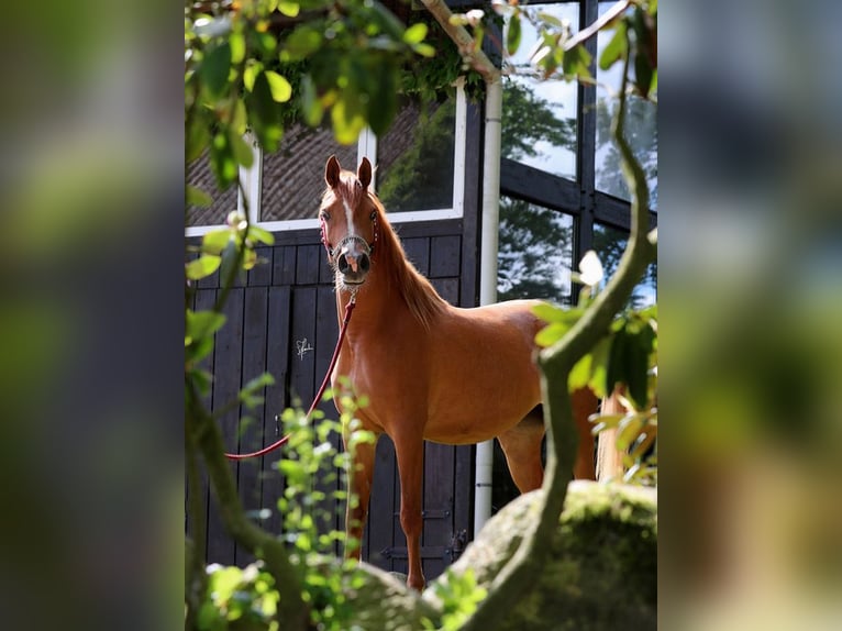 Purosangue arabo Giumenta 5 Anni 154 cm Sauro in Großenkneten Purosangue arabo Giumenta 5 Anni 154 cm Sauro in Großenkneten