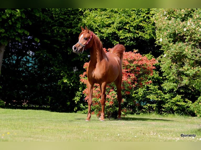 Purosangue arabo Giumenta 5 Anni 154 cm Sauro in Großenkneten Purosangue arabo Giumenta 5 Anni 154 cm Sauro in Großenkneten