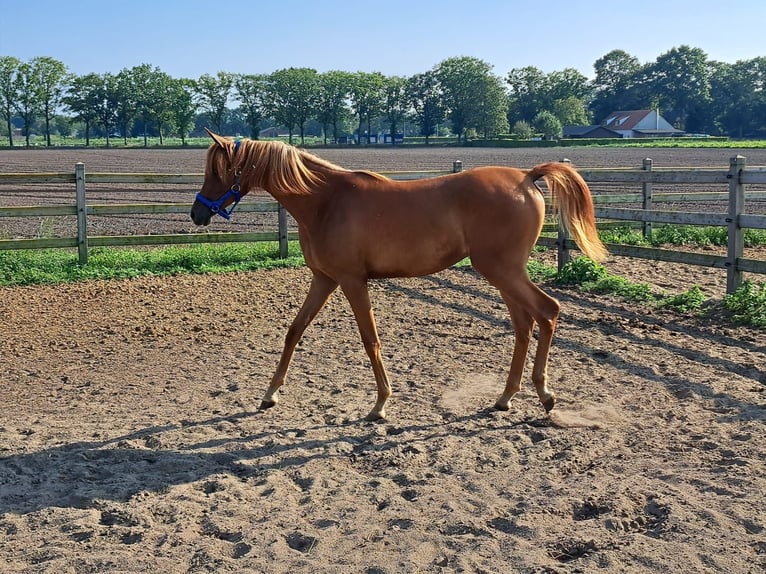 Purosangue arabo Giumenta 5 Anni 155 cm Baio in Elsendorp