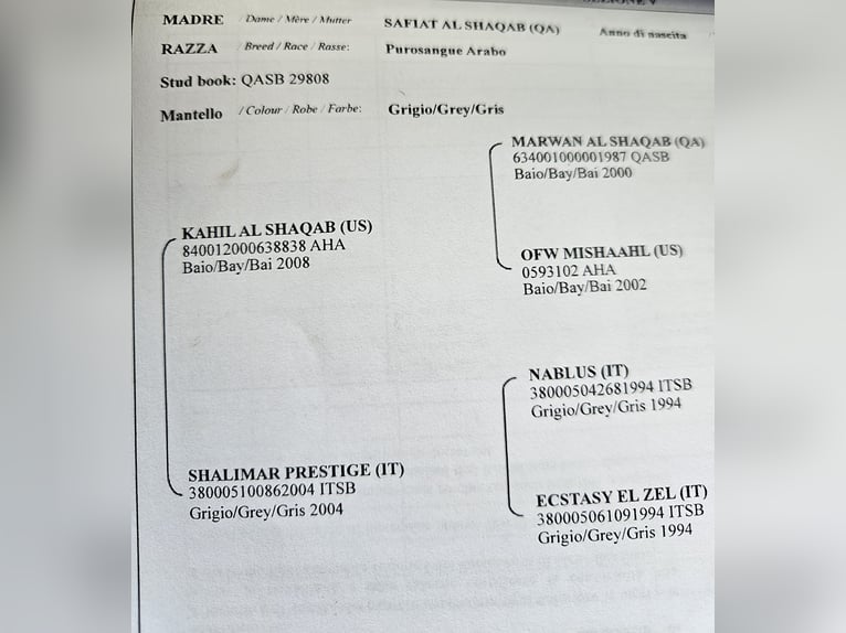 Purosangue arabo Giumenta 5 Anni 155 cm Leardo in Simmerath