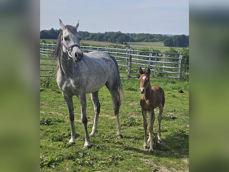 Purosangue arabo Giumenta 5 Anni 155 cm Leardo in Simmerath