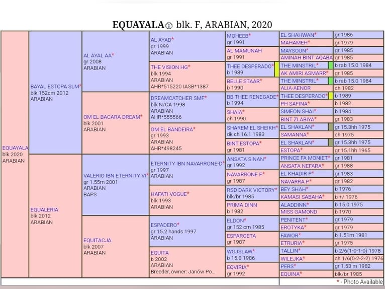 Purosangue arabo Giumenta 5 Anni 155 cm Morello in Krajna Polana