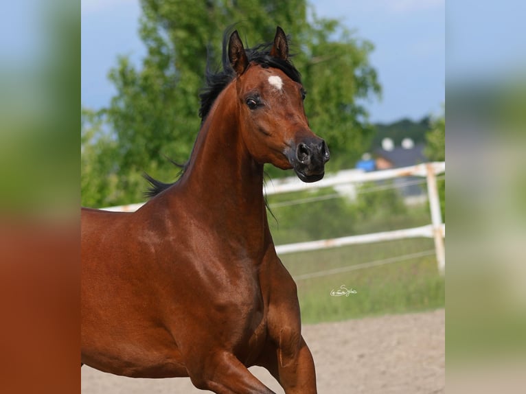 Purosangue arabo Giumenta 5 Anni 156 cm Baio in LODZ