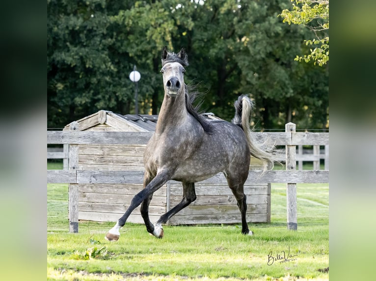 Purosangue arabo Giumenta 5 Anni 156 cm Grigio in Vledder
