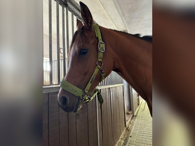 Purosangue arabo Giumenta 5 Anni 157 cm Baio ciliegia in Porąbka