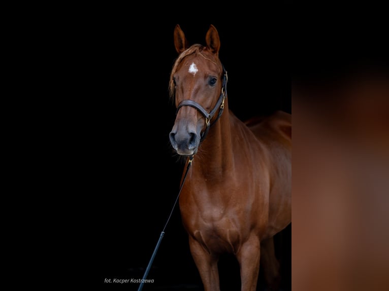 Purosangue arabo Giumenta 5 Anni 157 cm Sauro in Pokrzywnica