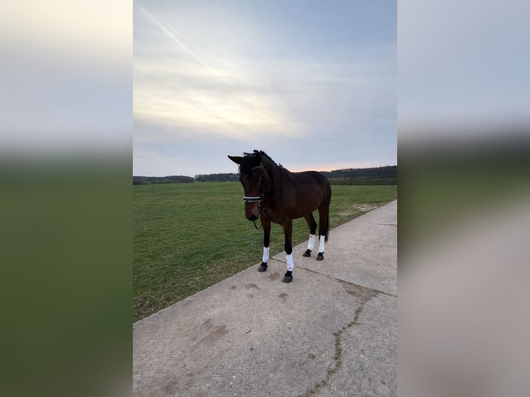 Purosangue arabo Giumenta 5 Anni 160 cm Baio in Mühlhausen