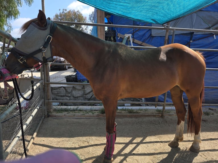 Purosangue arabo Giumenta 5 Anni 163 cm Sauro in Vista, ca
