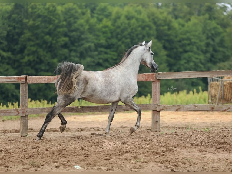 Purosangue arabo Giumenta 5 Anni Grigio in JEZOW