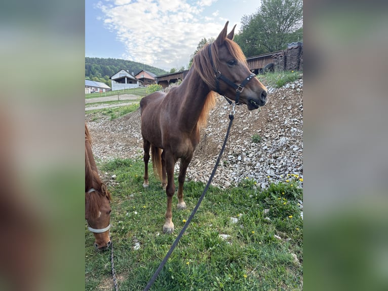Purosangue arabo Giumenta 6 Anni 145 cm Sauro in KastL