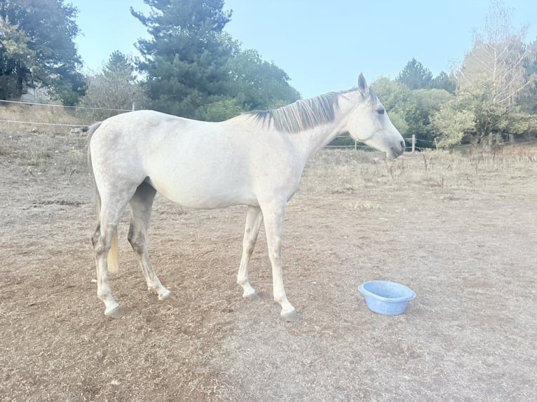 Purosangue arabo Giumenta 6 Anni 148 cm Grigio in Laval-du-Tarn