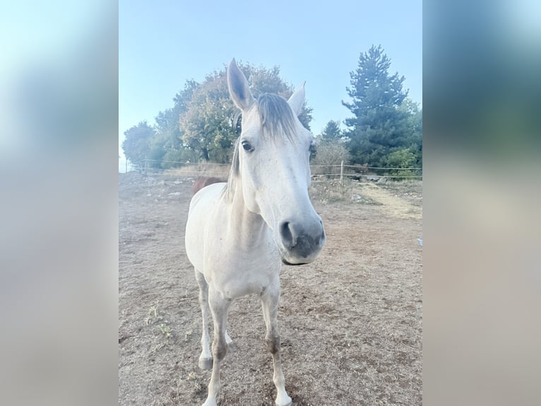Purosangue arabo Giumenta 6 Anni 148 cm Grigio in Laval-du-Tarn