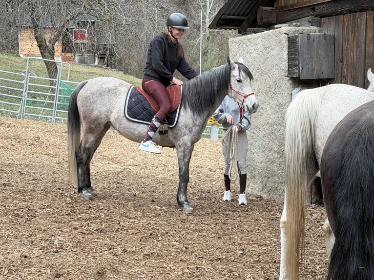 Purosangue arabo Giumenta 6 Anni 149 cm Grigio ferro in Turtmann