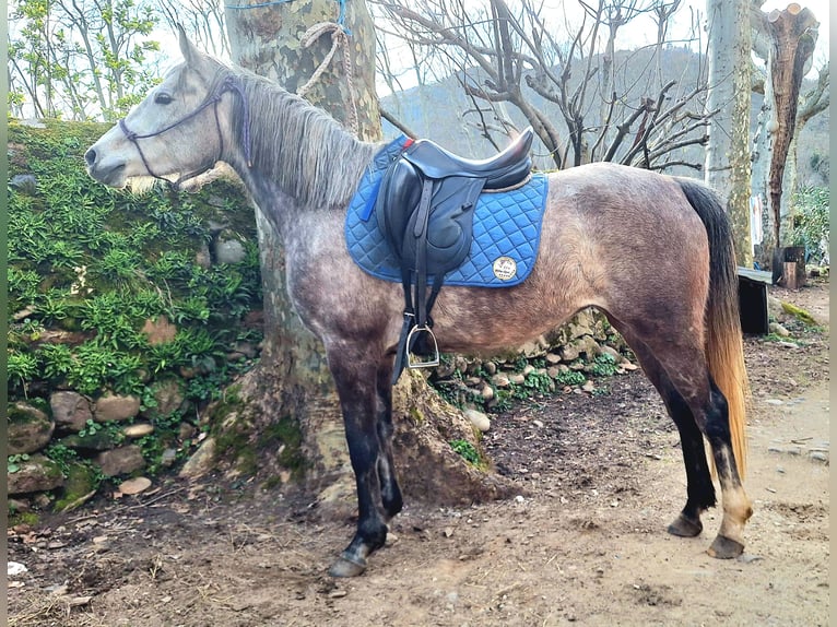 Purosangue arabo Giumenta 6 Anni 150 cm Grigio in la Voulte-sur-Rhône