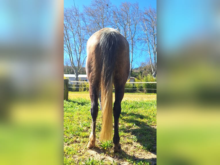 Purosangue arabo Giumenta 6 Anni 150 cm Grigio in la Voulte-sur-Rhône