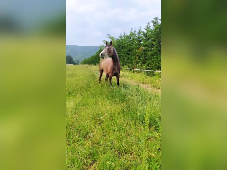 Purosangue arabo Giumenta 6 Anni 150 cm Grigio in la Voulte-sur-Rhône