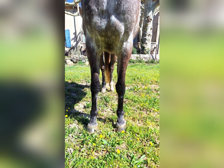 Purosangue arabo Giumenta 6 Anni 150 cm Grigio in la Voulte-sur-Rhône