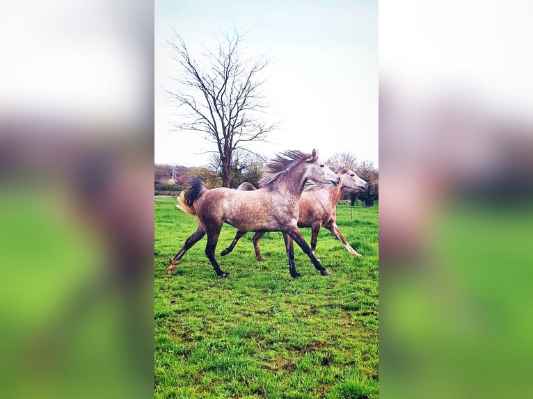 Purosangue arabo Giumenta 6 Anni 150 cm Grigio in la Voulte-sur-Rhône