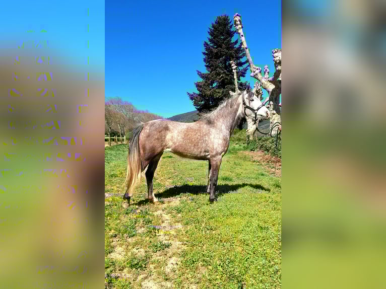 Purosangue arabo Giumenta 6 Anni 150 cm Grigio in la Voulte-sur-Rhône