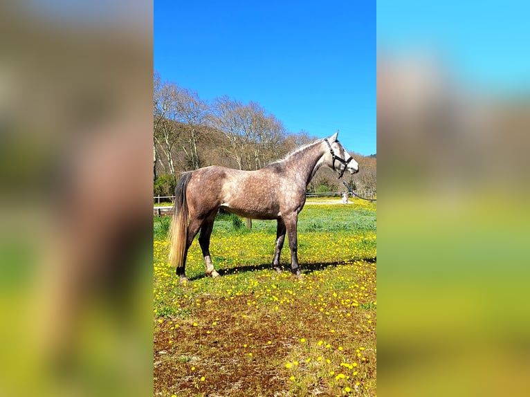 Purosangue arabo Giumenta 6 Anni 150 cm Grigio in la Voulte-sur-Rhône