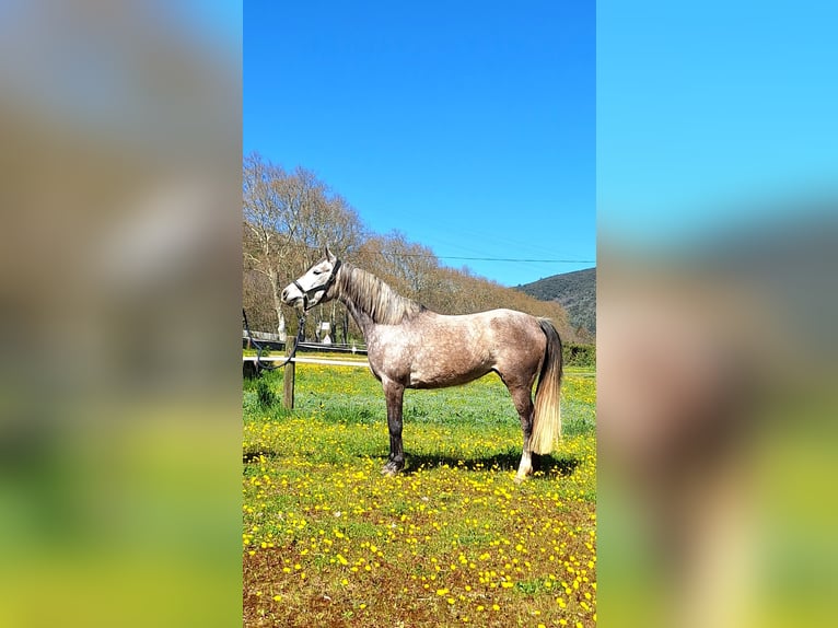 Purosangue arabo Giumenta 6 Anni 150 cm Grigio in la Voulte-sur-Rhône