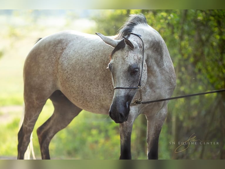 Purosangue arabo Giumenta 6 Anni 150 cm Grigio in Komárov