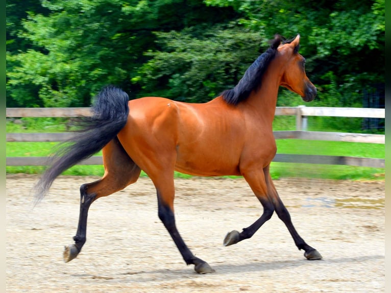 Purosangue arabo Giumenta 6 Anni 152 cm Baio ciliegia in Sewickley