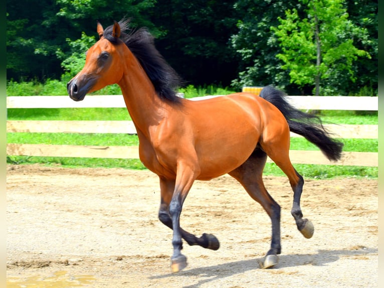 Purosangue arabo Giumenta 6 Anni 152 cm Baio ciliegia in Sewickley