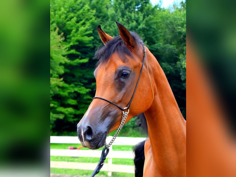 Purosangue arabo Giumenta 6 Anni 152 cm Baio ciliegia in Sewickley