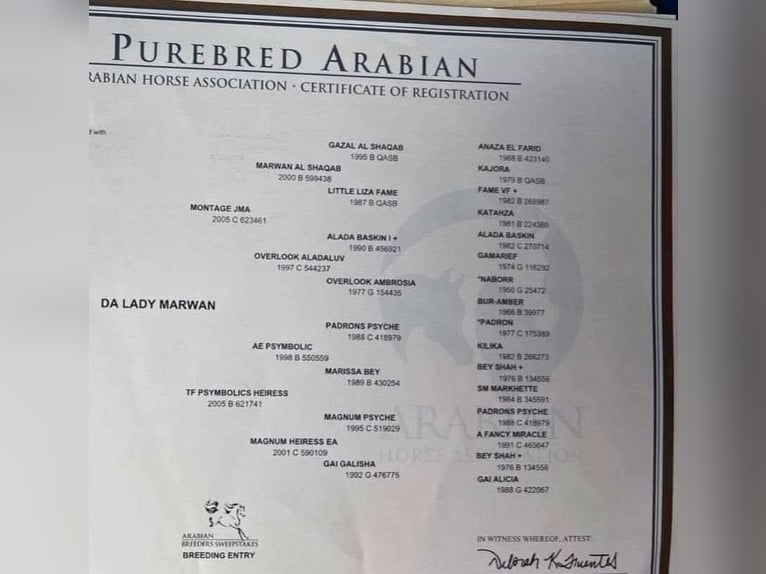 Purosangue arabo Giumenta 6 Anni 152 cm Baio ciliegia in Sewickley