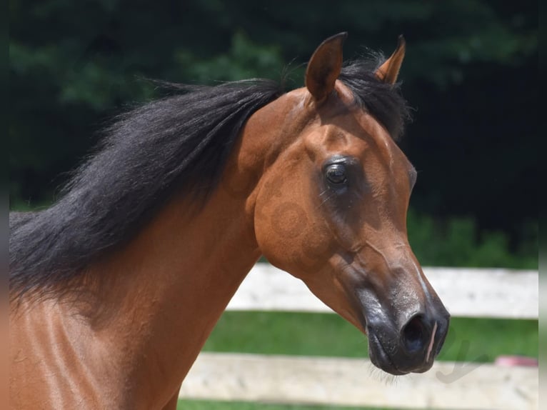Purosangue arabo Giumenta 6 Anni 152 cm Baio ciliegia in Sewickley