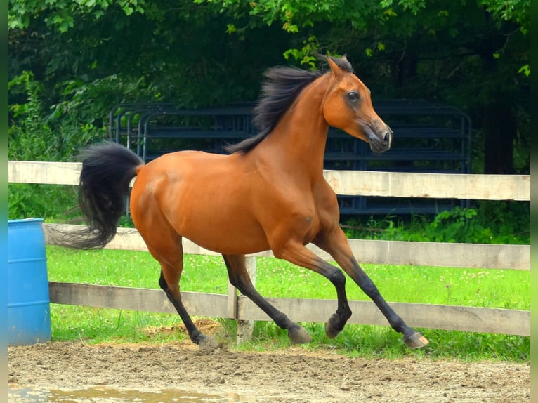 Purosangue arabo Giumenta 6 Anni 152 cm Baio ciliegia in Sewickley