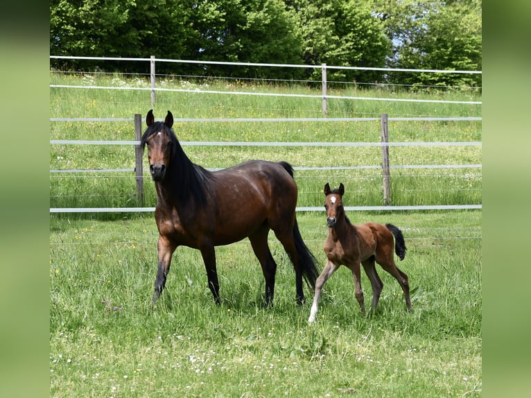 Purosangue arabo Giumenta 6 Anni 152 cm Baio scuro in Reichshof